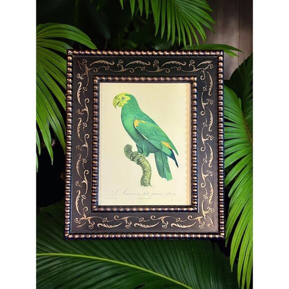 Framed Barraband Parrot Print Yellow Headed Amazon-24x20-Ornithology Wall Art - Picture 1 of 7